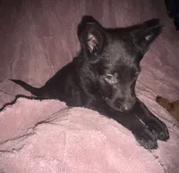 Percy, a male German Shepherd Dog for sale in Ocala, FL – Photo 2 of 3