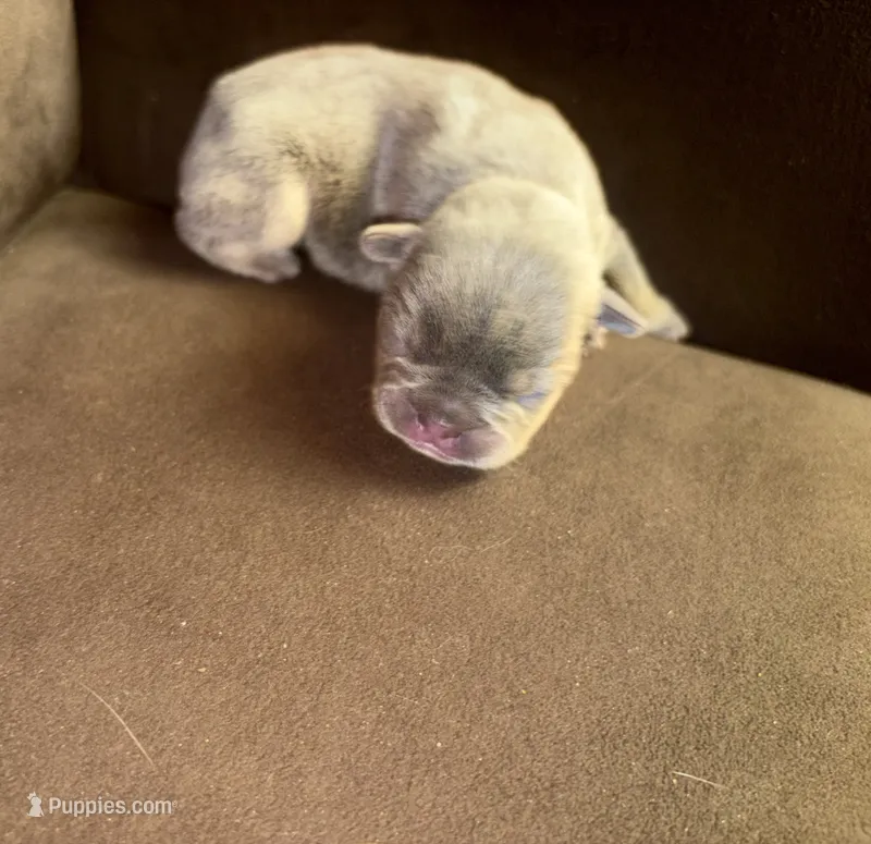 Laila lilac fawn girl – French Bulldog puppy for sale in The Villages, FL
