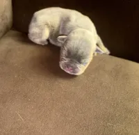 Laila lilac fawn girl, a female French Bulldog for sale in The Villages, FL – 1 of 10