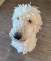 Frank the poodle (OBO), a male Poodle - Standard  for sale in The Villages, FL – 2 of 4