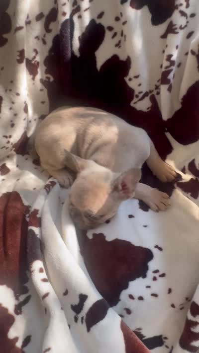 Sarah lilac fawn, a female French Bulldog for sale in Ocala, FL – 2 of 7