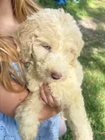 BIG MAN gold&white parti 550 BLUE EYE, a male Poodle - Multi-Colored Standard and Pyredoodle for sale in The Villages, FL – 5 of 10