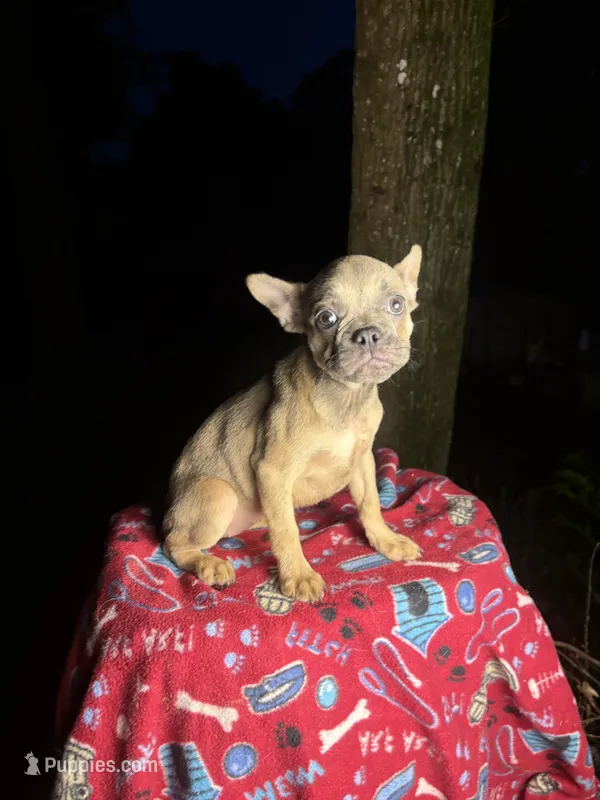 Blue fawn girl  – French Bulldog puppy for sale in The Villages, FL