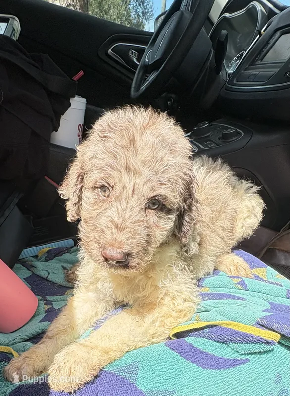 Merlin $700 chocolate Merle parti BLUEGREEN EYES – Poodle - Multi-Colored Standard, Pyredoodle puppy for sale in The Villages, FL