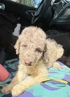 Merlin $700 chocolate Merle parti BLUEGREEN EYES, a male Poodle - Multi-Colored Standard and Pyredoodle for sale in The Villages, FL – 1 of 8