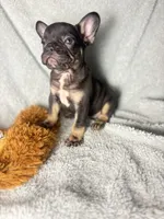 Buddy $1100, a male French Bulldog for sale in The Villages, FL – 2 of 10