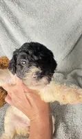 Crystal black & white parti $1100, a female Poodle - Multi-Colored Standard and Pyredoodle for sale in The Villages, FL – 2 of 3
