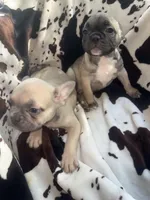 Sarah lilac fawn, a female French Bulldog for sale in Ocala, FL – 5 of 7