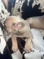 Sarah lilac fawn, a female French Bulldog for sale in Ocala, FL – 4 of 7