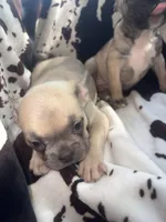 Sarah lilac fawn, a female French Bulldog for sale in Ocala, FL – 1 of 7