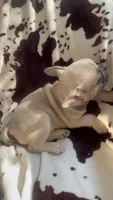 Sarah lilac fawn, a female French Bulldog for sale in Ocala, FL – 3 of 7