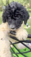 Bobby black and white parti $500, a male Poodle - Multi-Colored Standard and Pyredoodle for sale in The Villages, FL – 2 of 10