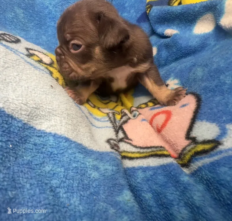 Henry the the chocolate and tan – French Bulldog puppy for sale in The Villages, FL