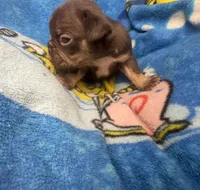 Henry the the chocolate and tan, a male French Bulldog for sale in The Villages, FL – 1 of 9