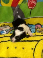 BEN black & white $1200, a male Old English Sheepdog and Poodle - Multi-Colored Standard for sale in The Villages, FL – 3 of 3