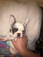 GHOST $1800, a male French Bulldog for sale in The Villages, FL – 3 of 10