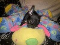 Barry $1000, a male French Bulldog for sale in The Villages, FL – 4 of 8