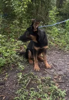 Gemma 950 OBO, a female German Shepherd Dog for sale in The Villages, FL – 5 of 6