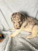 Merlin $1250 chocolate Merle BLUE EYES, a male Poodle - Multi-Colored Standard and Pyredoodle for sale in The Villages, FL – 2 of 9