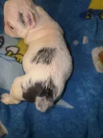 GHOST Merle pied boy, a male French Bulldog for sale in The Villages, FL – 3 of 7