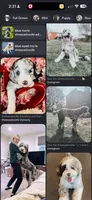Bobby Sheepadoodle $950, a male Old English Sheepdog and Poodle - Multi-Colored Standard for sale in The Villages, FL – 6 of 6