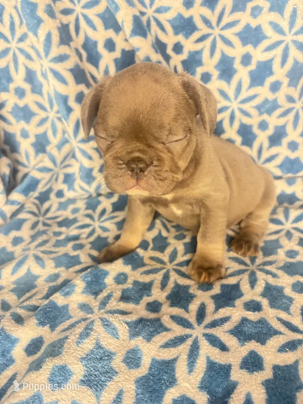 Gemma grey $1450 – French Bulldog puppy for sale in The Villages, FL