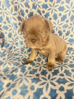 Gemma grey $1450, a female French Bulldog for sale in The Villages, FL – 1 of 4
