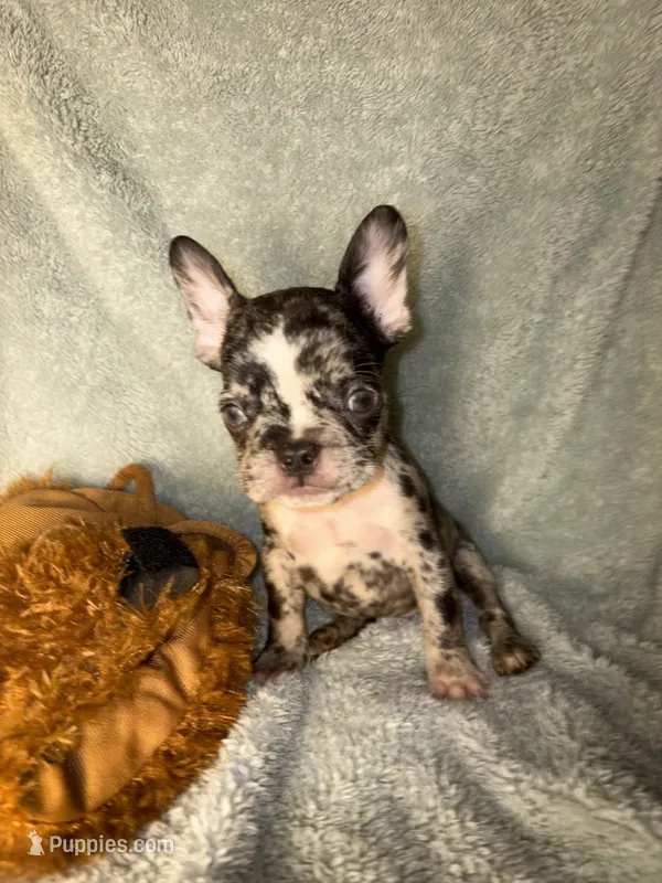 Harley $1300 – French Bulldog puppy for sale in The Villages, FL