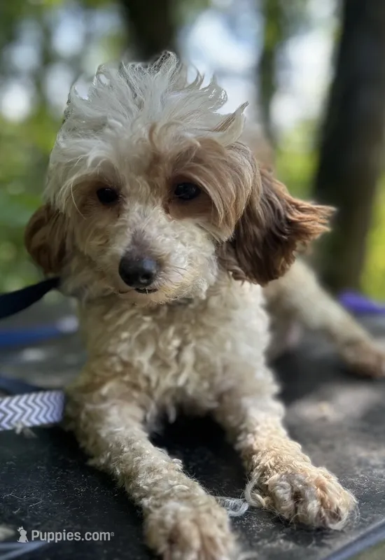 Bunny's litter due soon – Doxiepoo puppy for sale in The Villages, FL