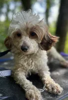 Bunny's litter due soon, a  Doxiepoo for sale in The Villages, FL – 1 of 9