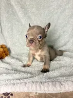 MAX  lilac tan $1800, a male French Bulldog for sale in The Villages, FL – 8 of 8