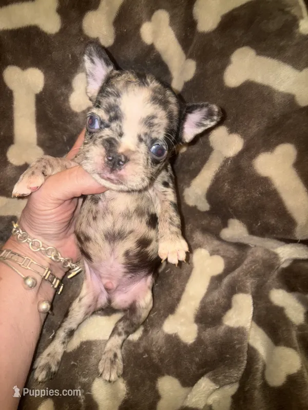 Harley the chocolate Merle – French Bulldog puppy for sale in The Villages, FL