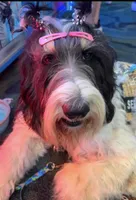 Bobby $900, a male Poodle - Multi-Colored Standard and Pyredoodle for sale in The Villages, FL – 7 of 8