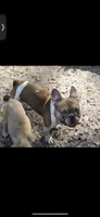 Prince proven stud $600, a male French Bulldog for sale in The Villages, FL – 5 of 7