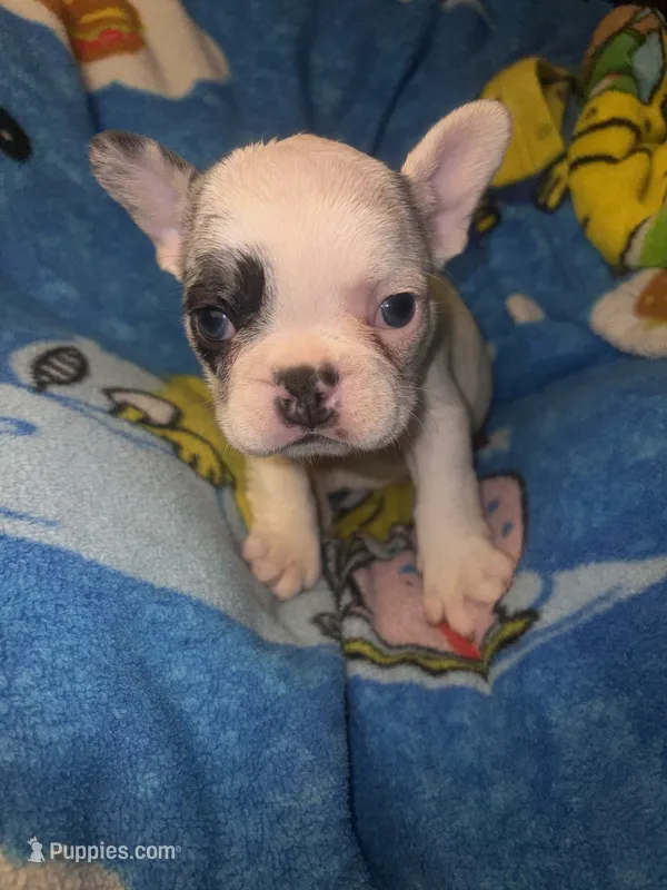 GHOST Merle pied boy – French Bulldog puppy for sale in The Villages, FL