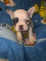 GHOST Merle pied boy, a male French Bulldog for sale in The Villages, FL – 1 of 7