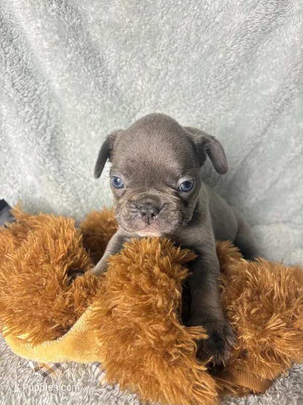 Gemma grey $1600 – French Bulldog puppy for sale in The Villages, FL