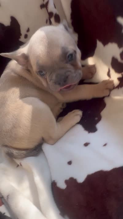 Sarah lilac fawn, a female French Bulldog for sale in Ocala, FL – 7 of 7