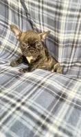 Britney brindle $1250, a female French Bulldog for sale in The Villages, FL – 3 of 4