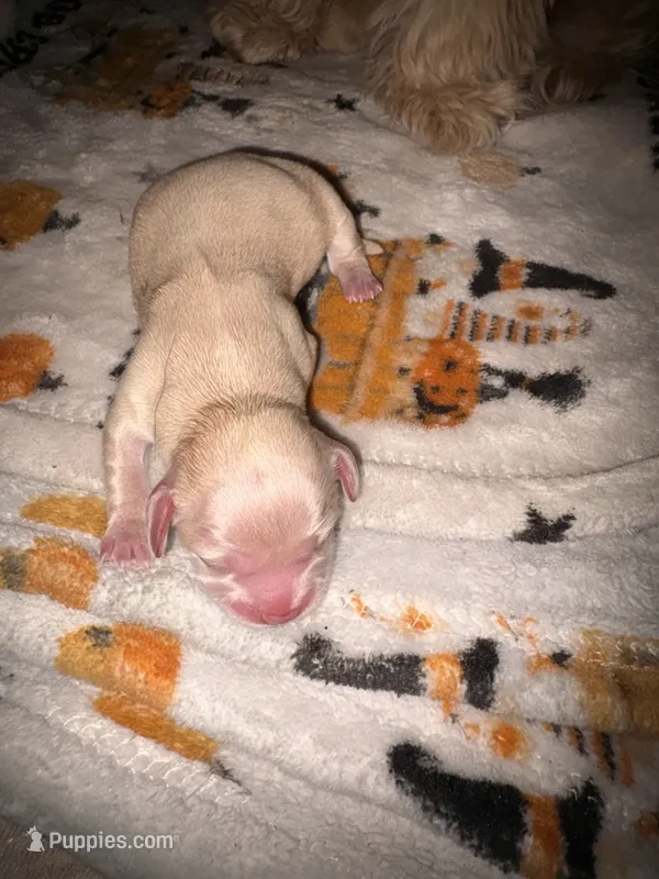 Bindi cream girl – Shih Tzu, Miniature Dachshund puppy for sale in The Villages, FL