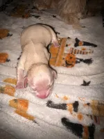 Bindi cream girl, a female Shih Tzu and Miniature Dachshund for sale in The Villages, FL – 1 of 5