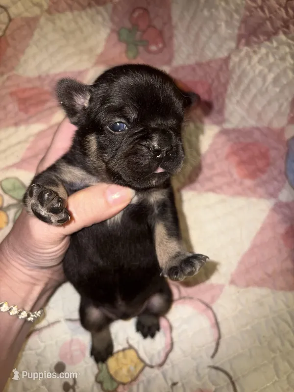 Gus Gus – French Bulldog puppy for sale in Ocala, FL