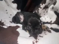 Gus Gus, a male French Bulldog for sale in Ocala, FL – 3 of 5