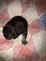 Gus Gus, a male French Bulldog for sale in Ocala, FL – Photo 5 of 6