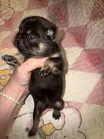 Gus Gus, a male French Bulldog for sale in Ocala, FL – Photo 2 of 6