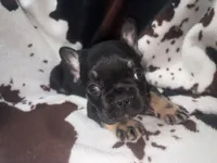 Gus Gus, a male French Bulldog for sale in Ocala, FL – 2 of 5