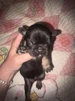 Gus Gus, a male French Bulldog for sale in Ocala, FL – Photo 3 of 6