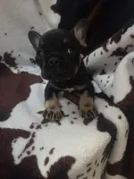 Gus Gus, a male French Bulldog for sale in Ocala, FL – 1 of 5