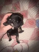 Gus Gus, a male French Bulldog for sale in Ocala, FL – Photo 4 of 6