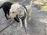 Frank the poodle, a male Poodle - Standard  for sale in The Villages, FL – 3 of 4
